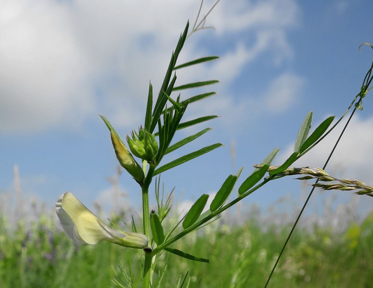 Image of Vicia grandiflora specimen.