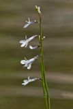 Lobelia dortmanna