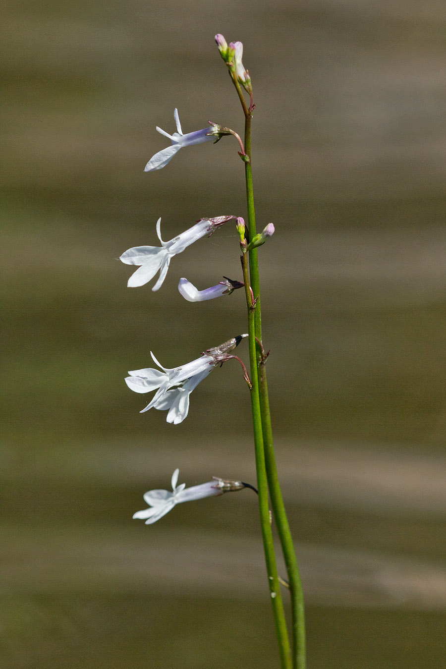 Image of Lobelia dortmanna specimen.