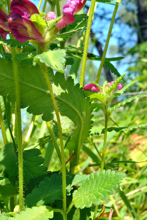 Изображение особи Pedicularis resupinata.