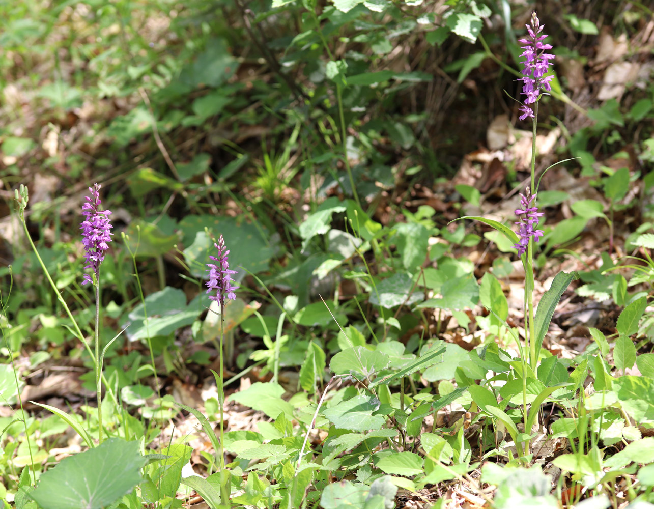 Изображение особи Dactylorhiza saccifera.