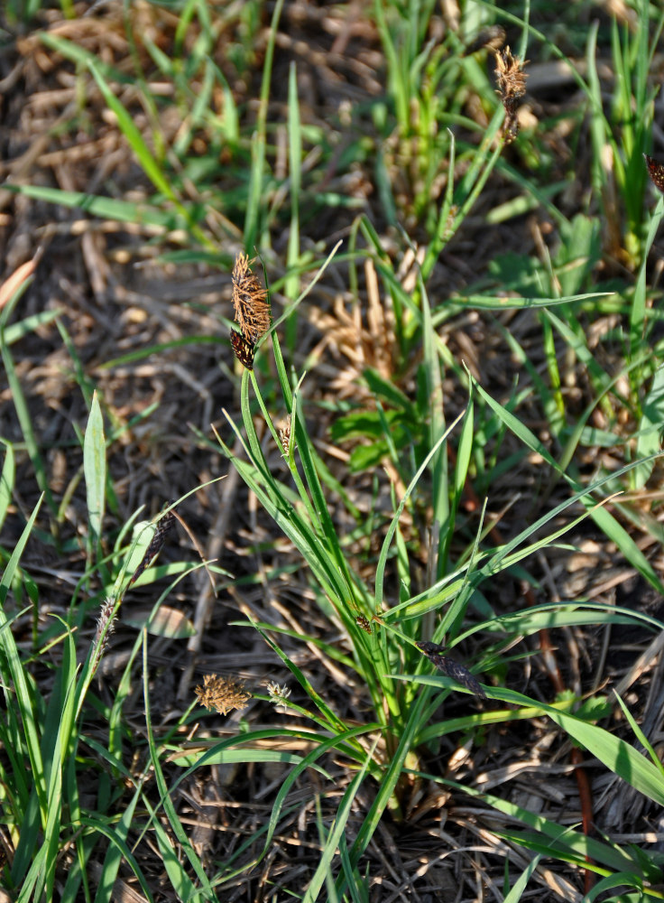 Изображение особи род Carex.