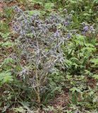 Eryngium caeruleum. Цветущее растение. Абхазия, пос. Цандрыпш, сорнотравяной луг. 11.08.2021.