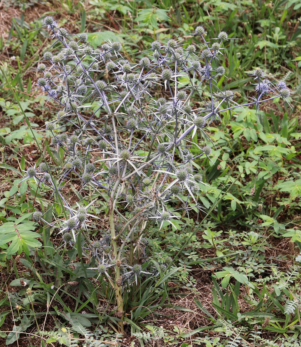 Image of Eryngium caeruleum specimen.