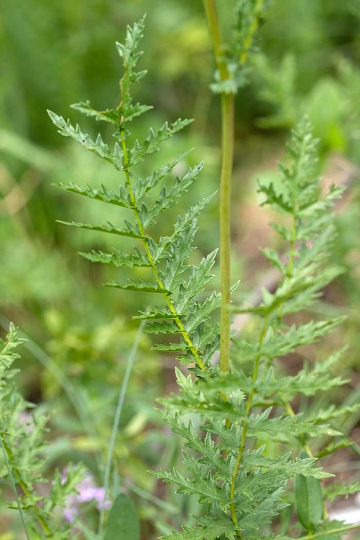 Image of Filipendula vulgaris specimen.