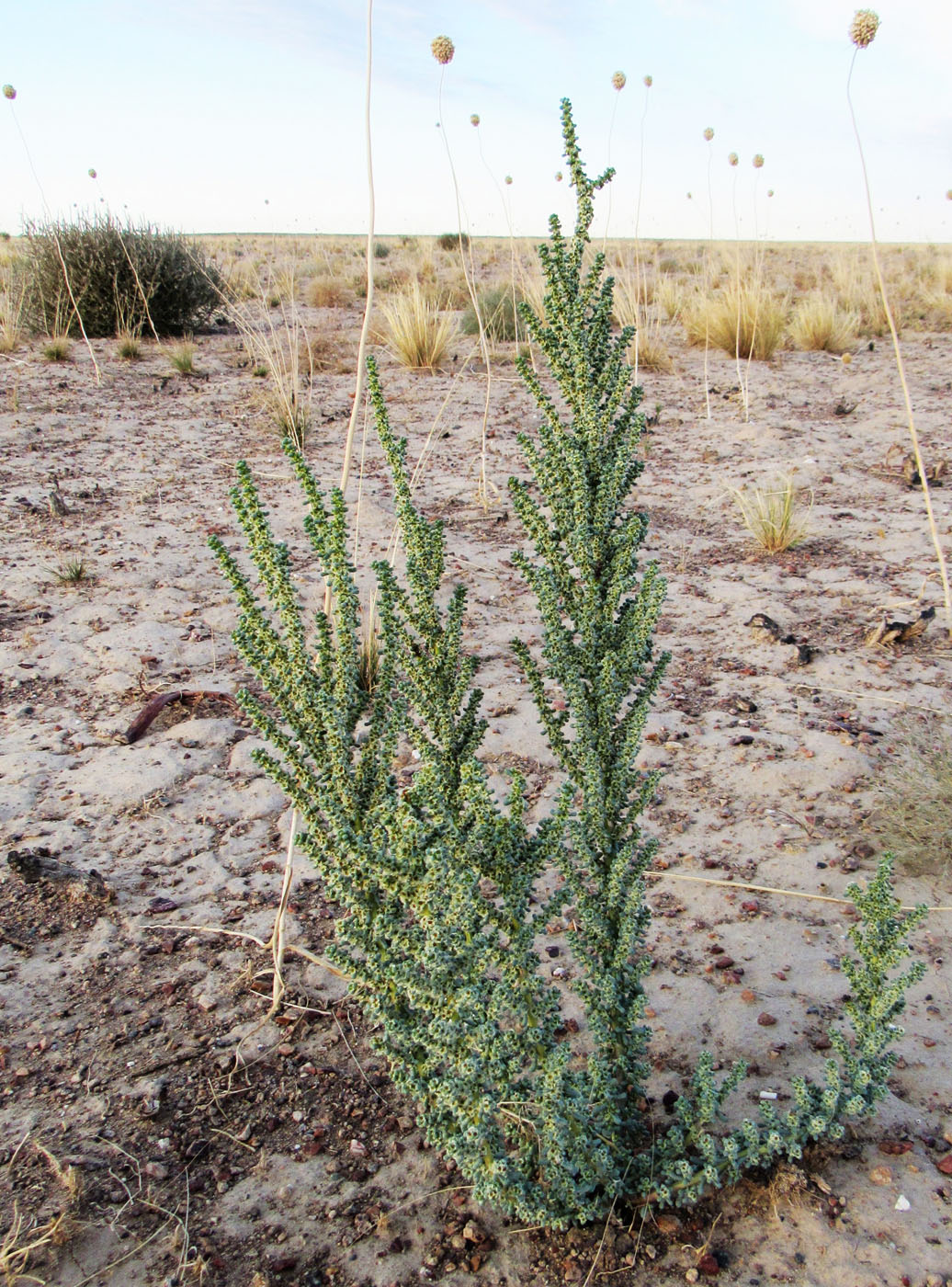 Изображение особи Halogeton glomeratus.