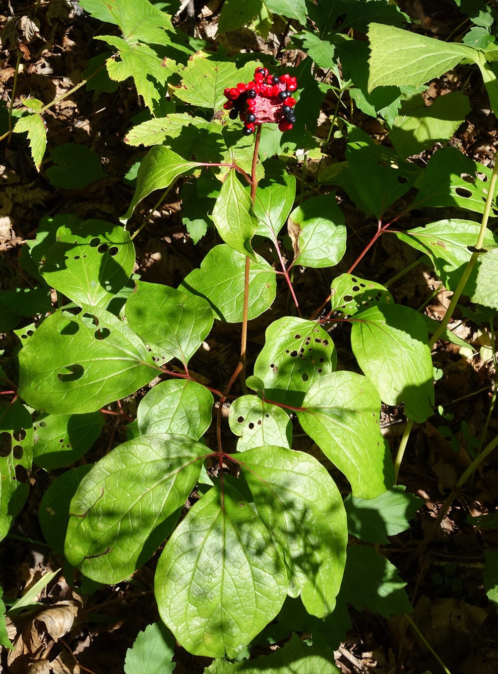 Изображение особи Paeonia obovata.