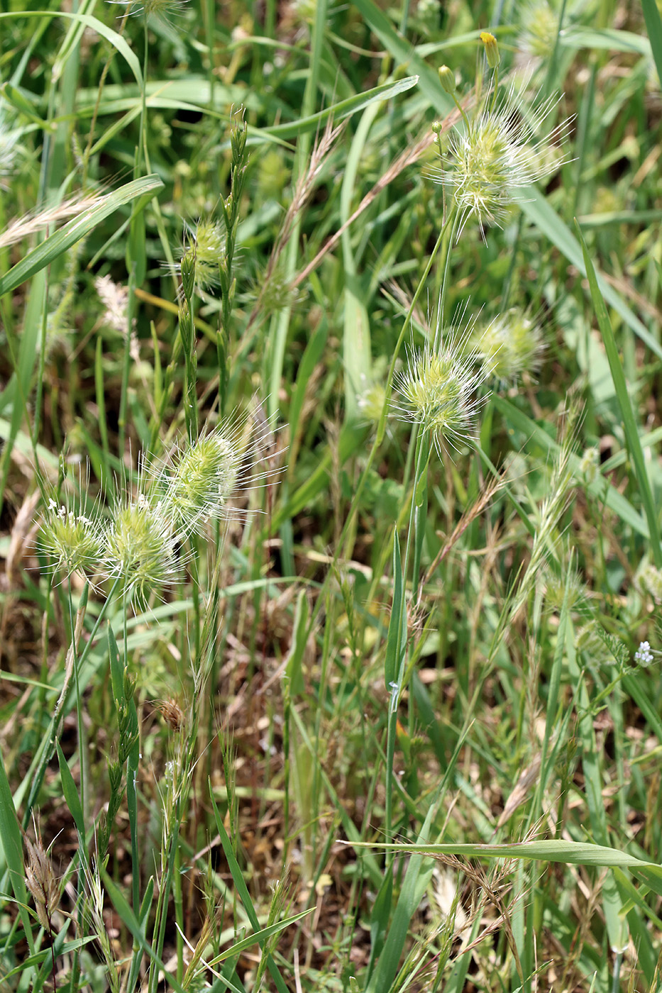 Изображение особи Cynosurus echinatus.