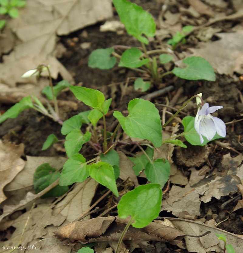 Image of Viola caspia specimen.