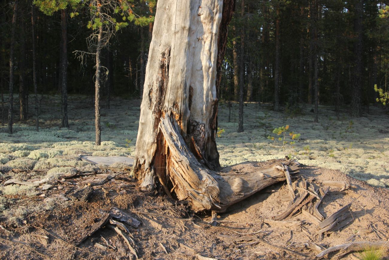 Image of Pinus sylvestris specimen.