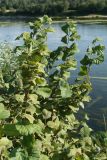 Corylus avellana