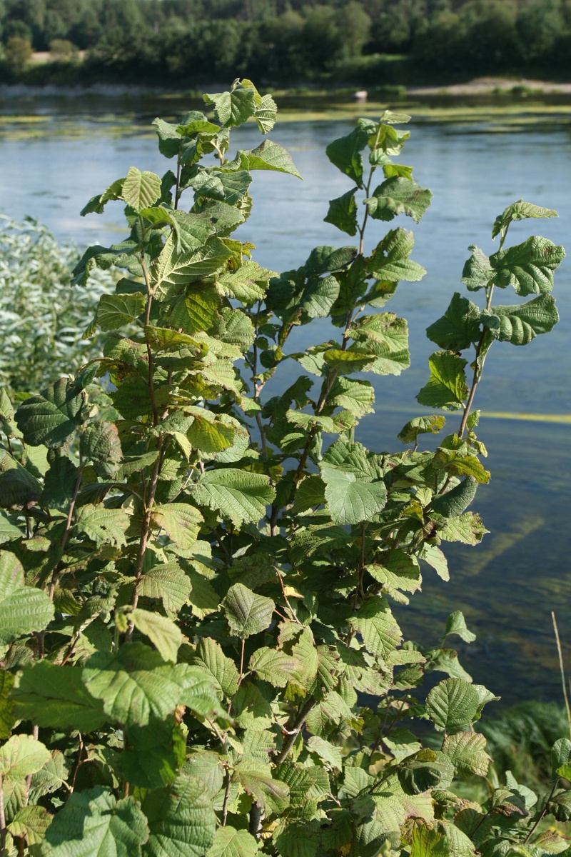 Image of Corylus avellana specimen.