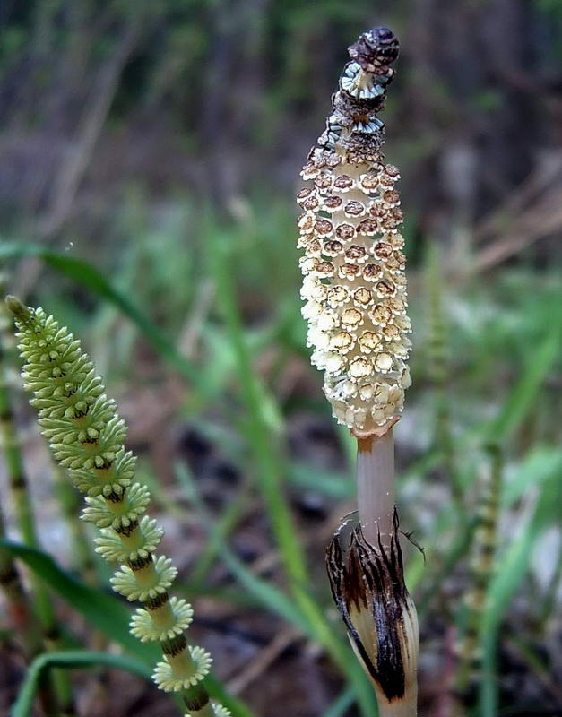 Image of Equisetum pratense specimen.