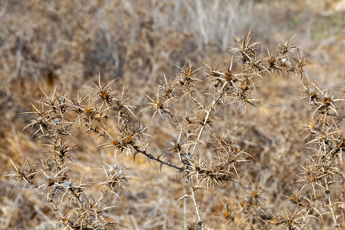 Image of genus Carthamus specimen.