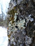 genus Lecanora