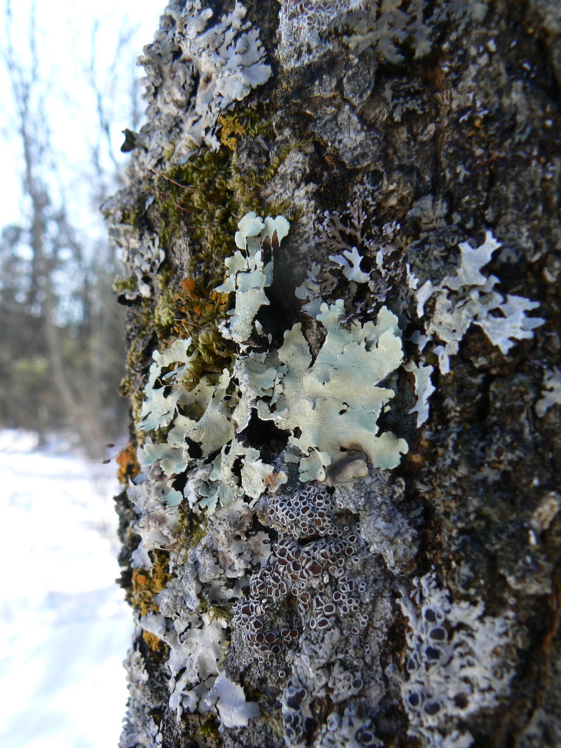 Image of genus Lecanora specimen.