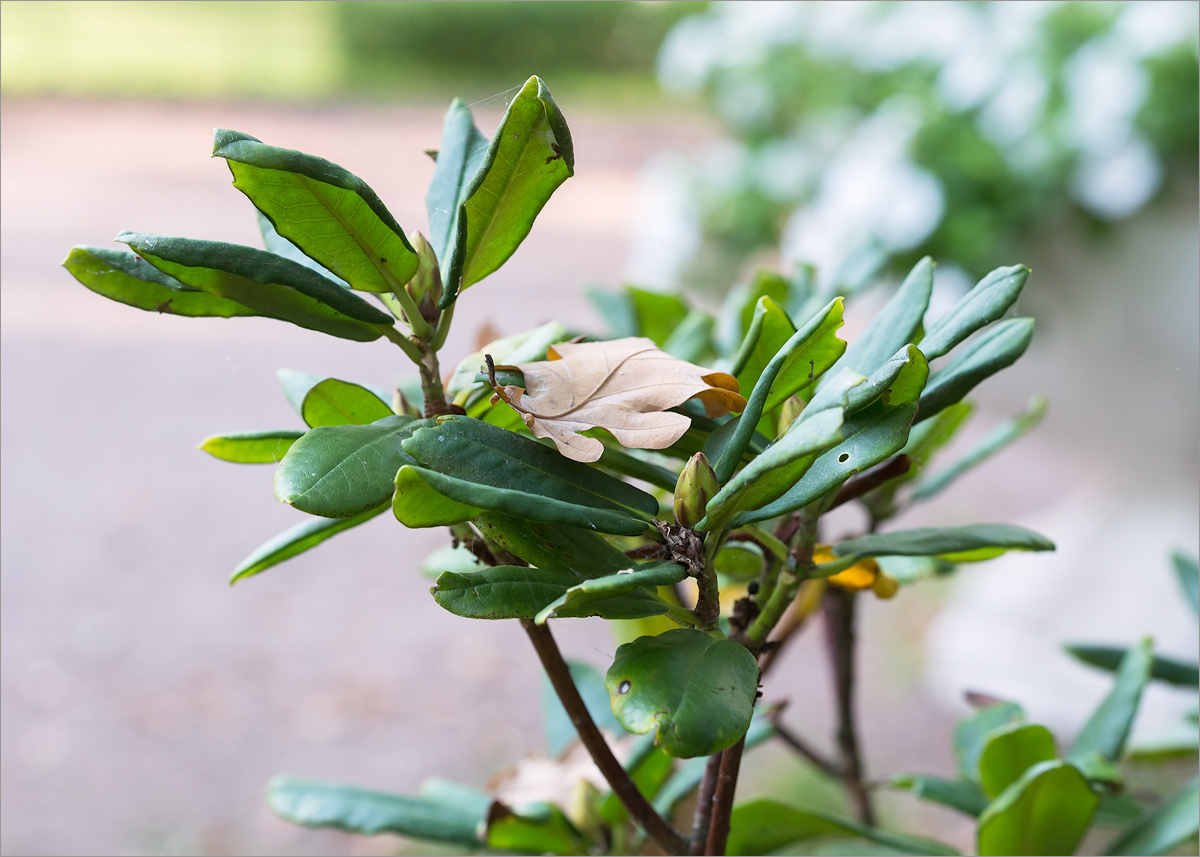 Изображение особи род Rhododendron.