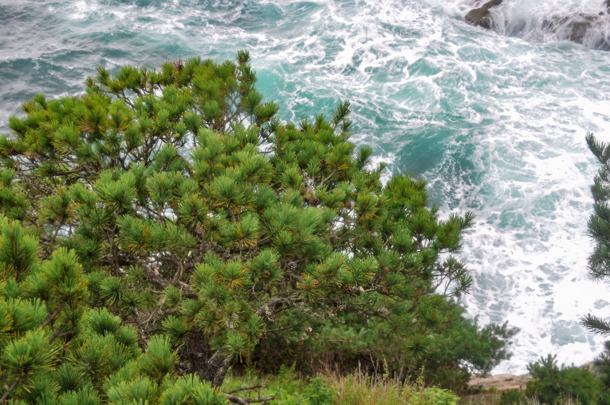 Изображение особи Pinus densiflora.