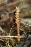 Selaginella selaginoides. Завершившее спороношение(?) растение. Мурманская обл., Кольский р-н, долина р. Юринга ниже моста по дороге на Рыбачий п-ов, каменная россыпь в русле реки, на большом задернованном валуне. 23.09.2021.