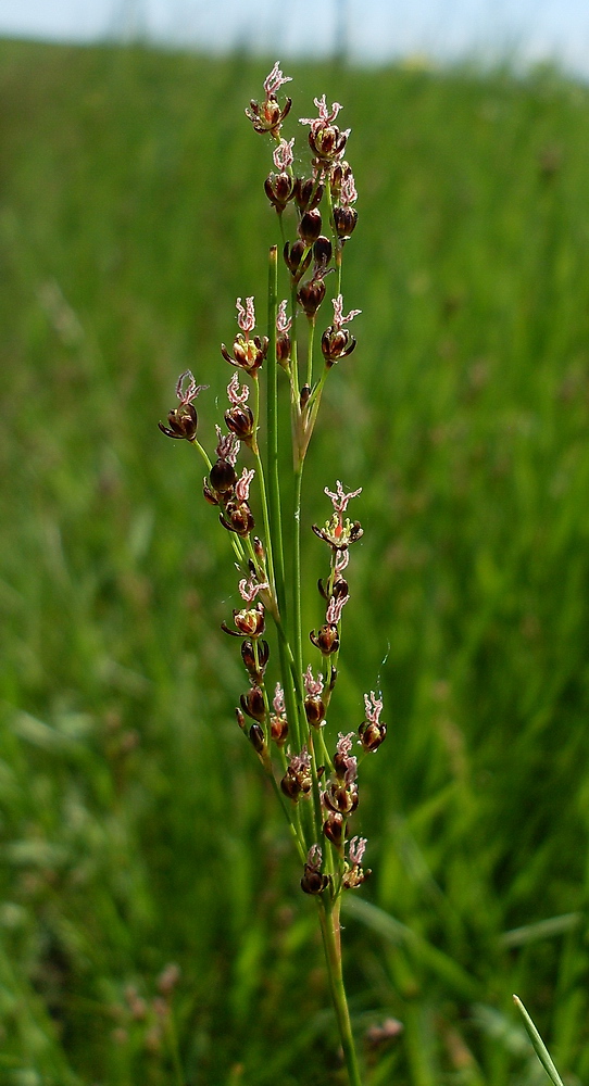 Image of Juncus gerardi specimen.