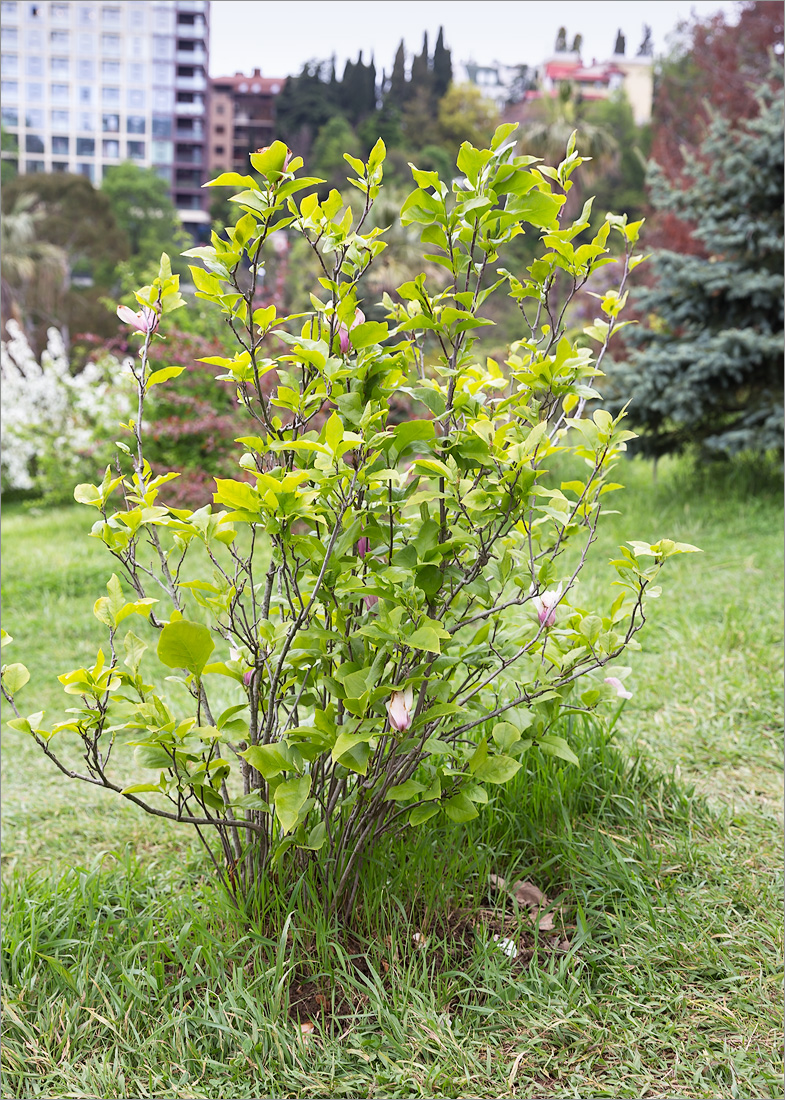 Image of Magnolia liliiflora specimen.