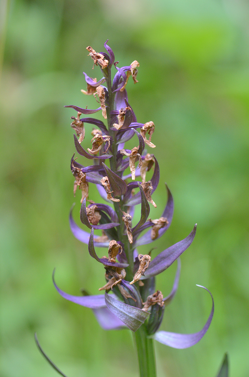 Изображение особи род Dactylorhiza.