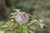 Atragene sibirica. Плод. Республика Алтай, Улаганский р-н, долина р. Чульча в 1 км ниже водопада Учар, правый борт долины. 7 августа 2020 г.