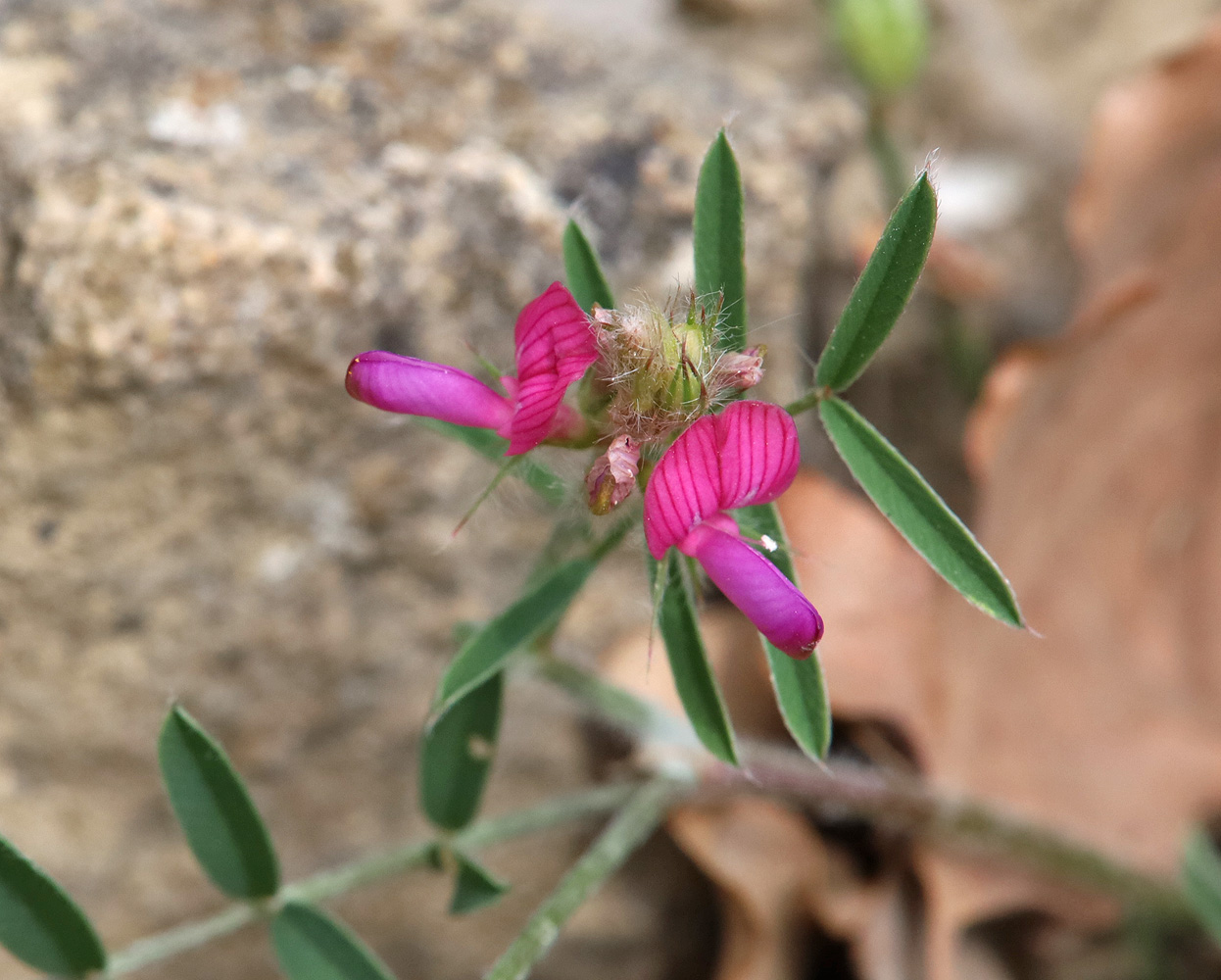 Изображение особи Onobrychis dielsii.