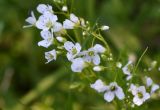 Cardamine amara. Цветки с бутонами. Калужская обл., Боровский р-н, окр. дер. Семичёво, граница луга и леса, край лужи. 4 июня 2022 г.