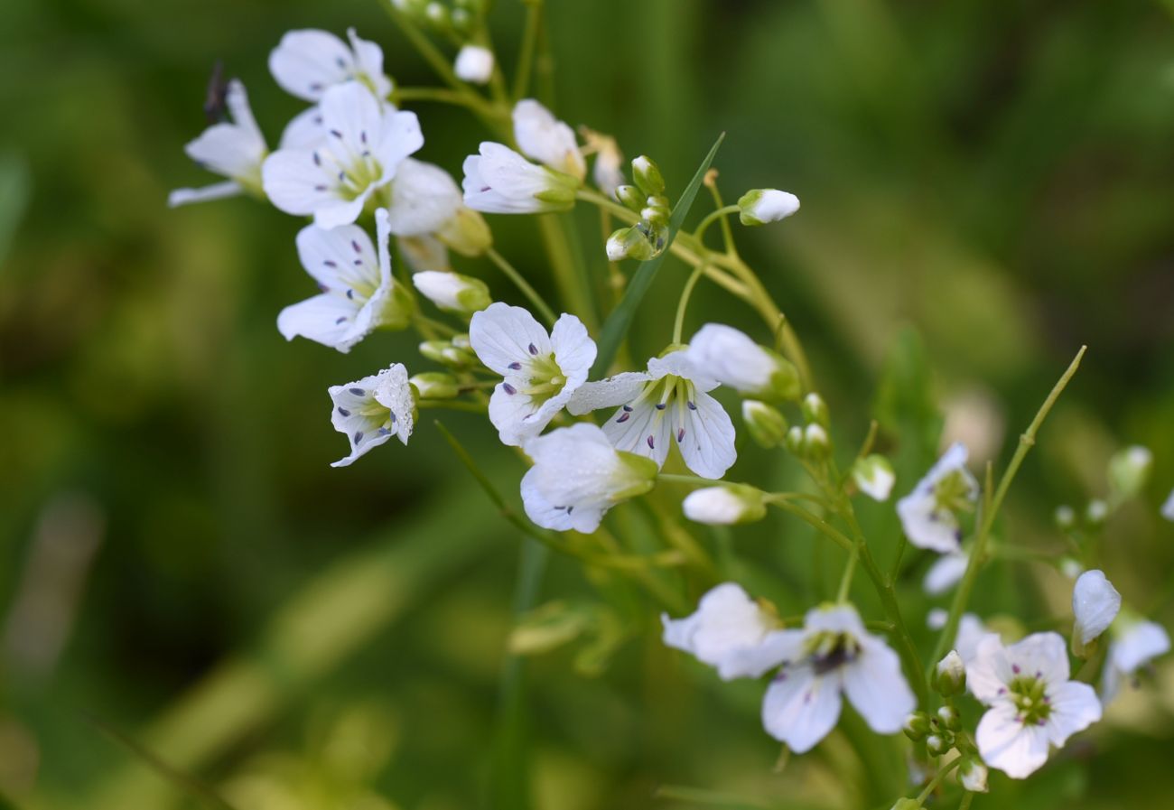 Изображение особи Cardamine amara.