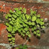 Adiantum capillus-veneris. Растение на стене. Республика Абхазия, Новый Афон. 20.08.2009.