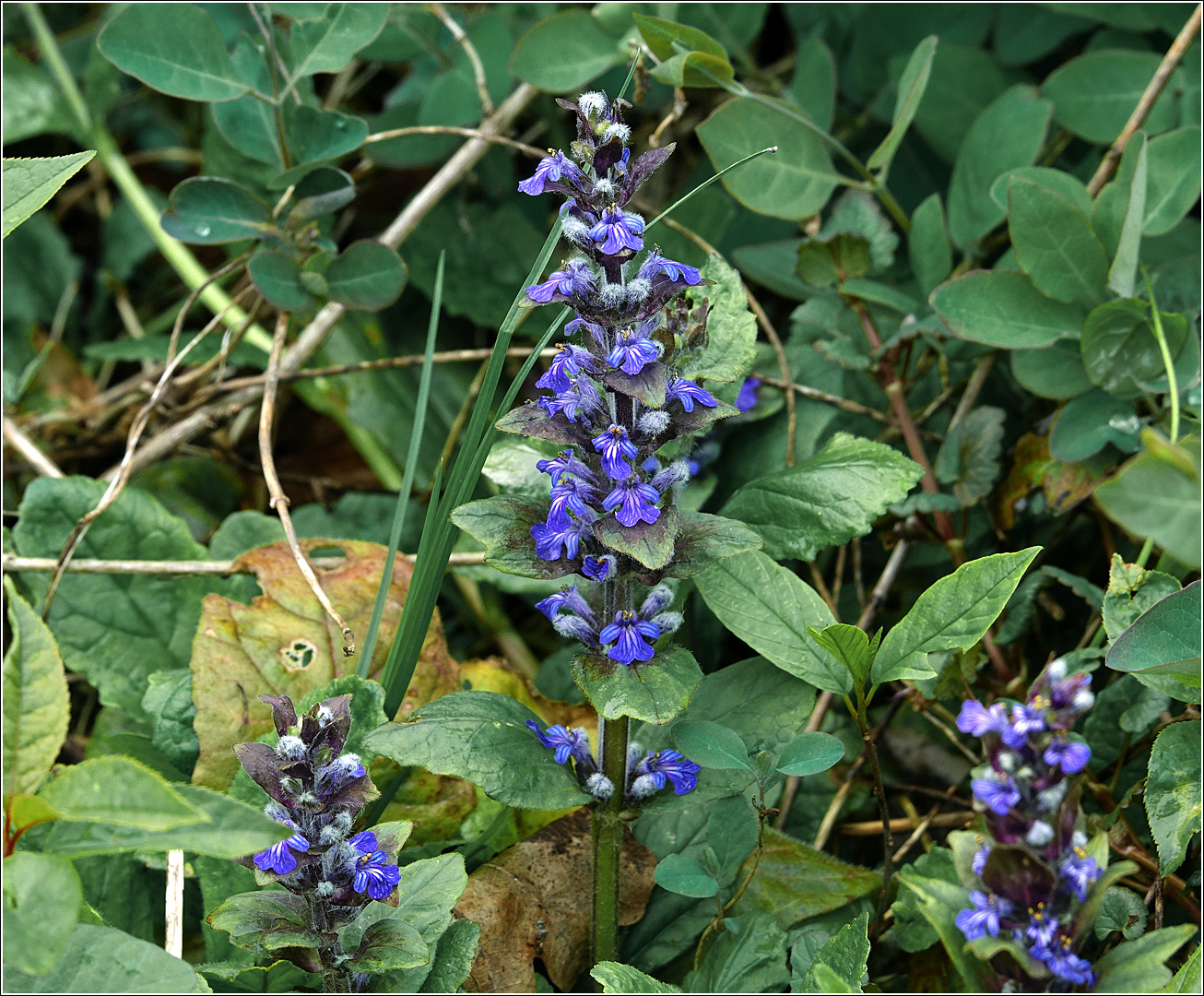 Image of Ajuga reptans specimen.