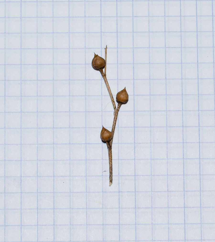 Image of Scrophularia xanthoglossa specimen.