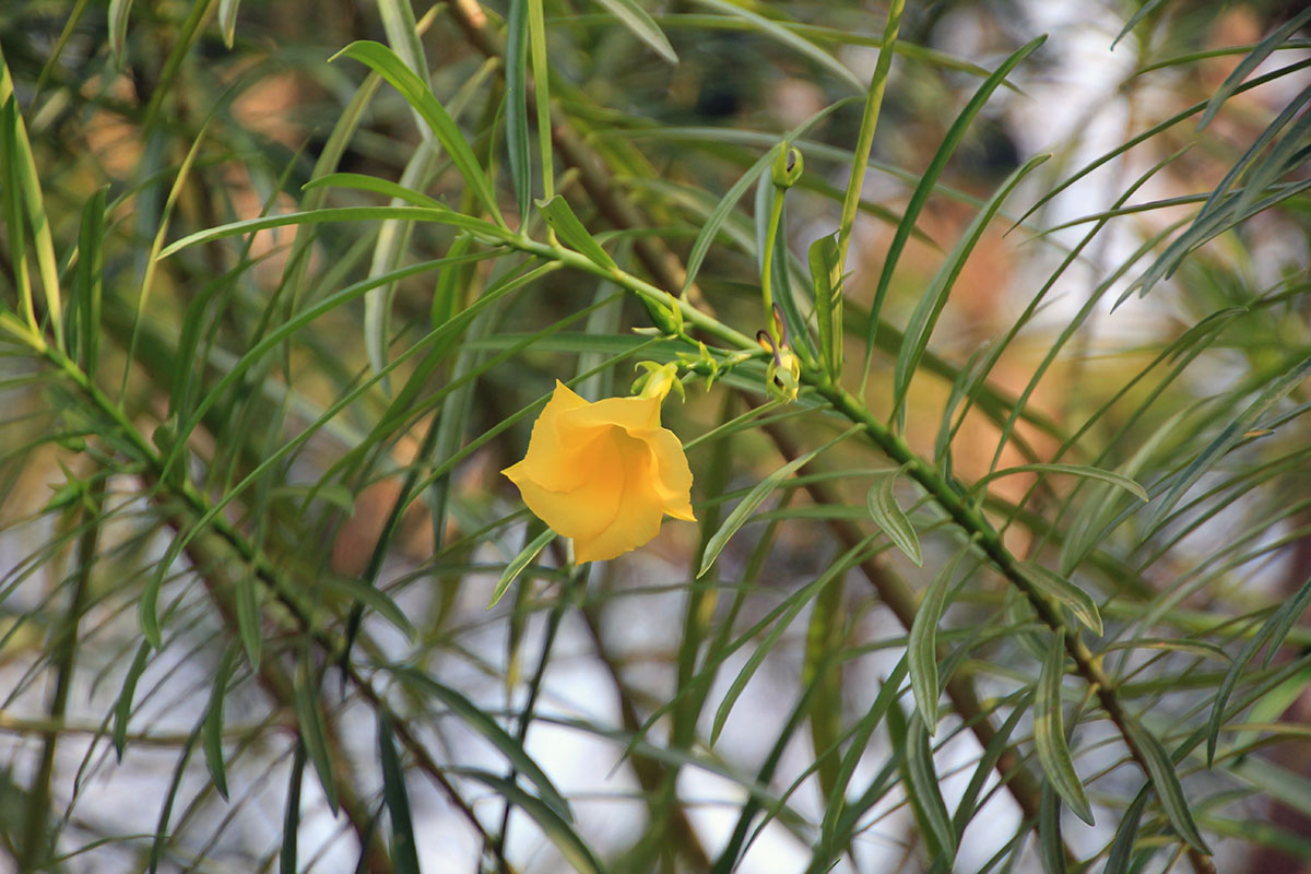 Изображение особи Thevetia peruviana.