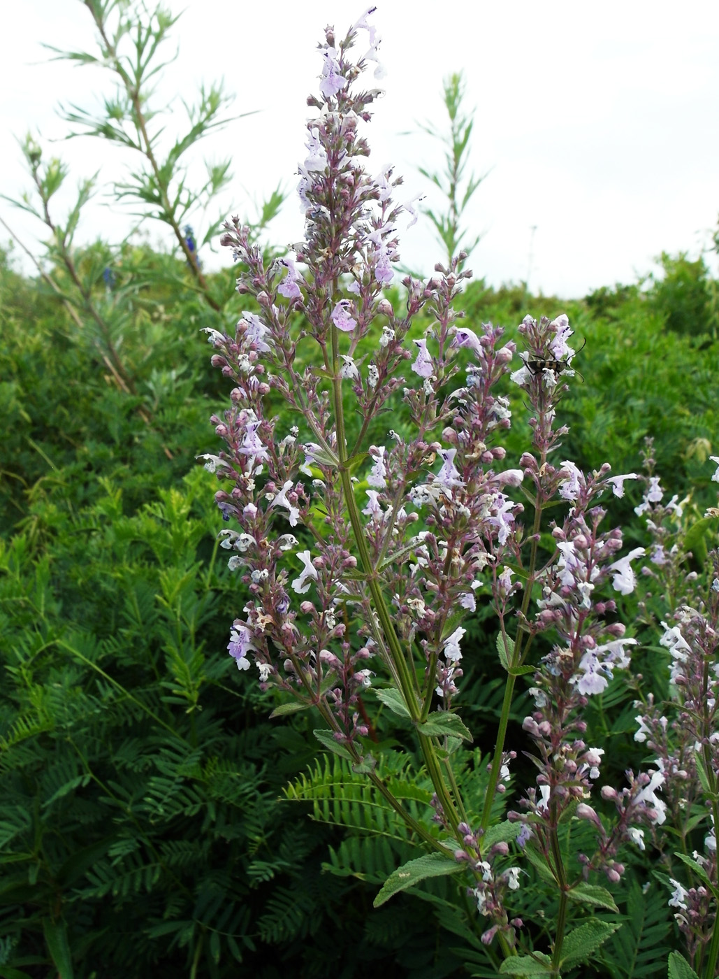 Image of Nepeta nuda specimen.