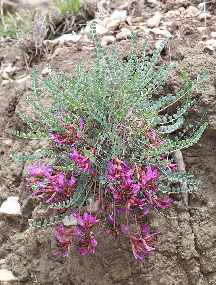 Изображение особи Astragalus buschiorum.