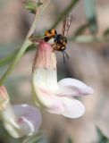 Vicia costata. Бутон и цветок с самкой осы Pterocheilus sibiricus. Алтай, Кош-Агачский р-н, ур. Марс, сухое русло временного водотока. 23 июня 2022 г.