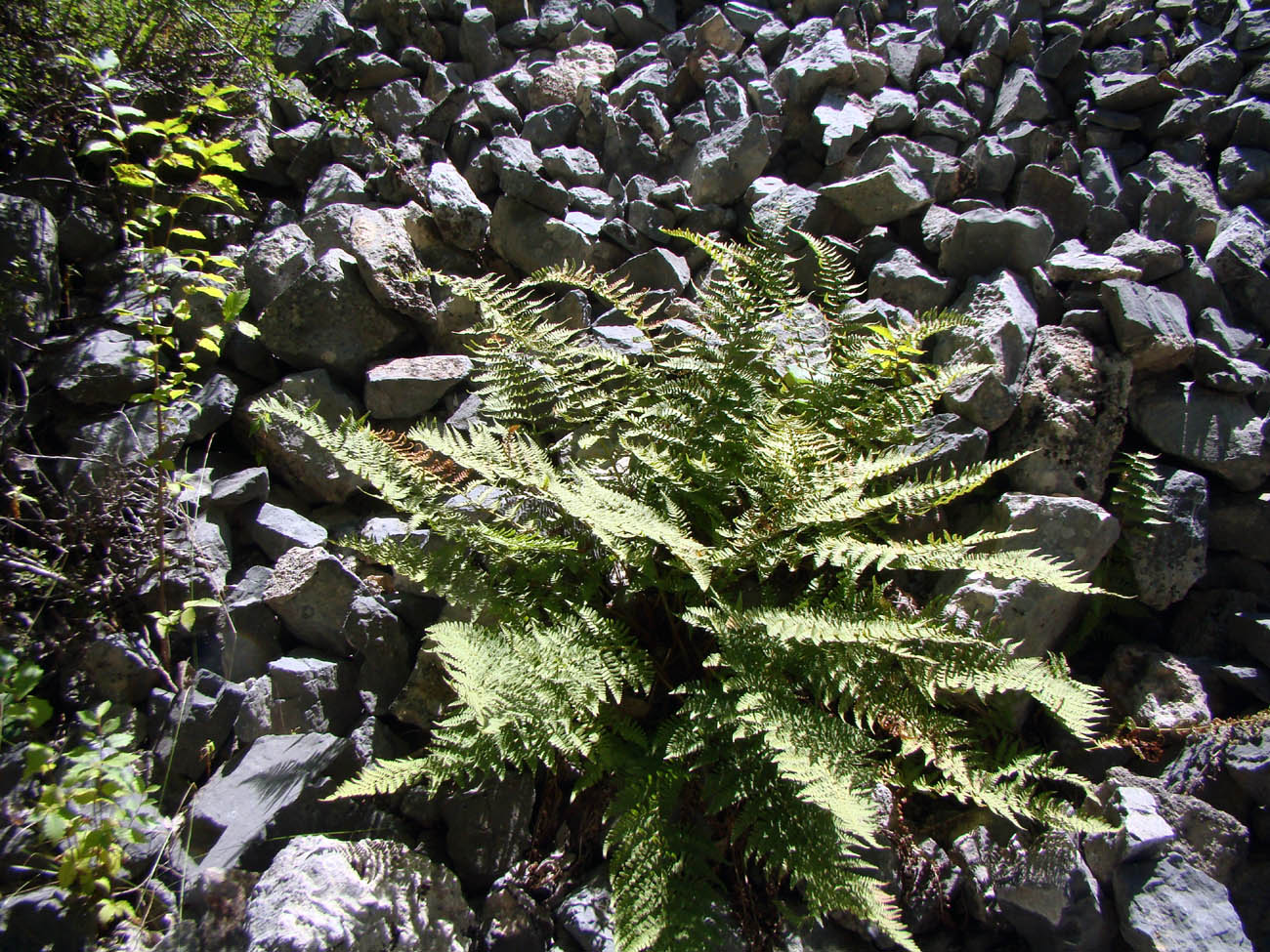 Image of Dryopteris mindshelkensis specimen.