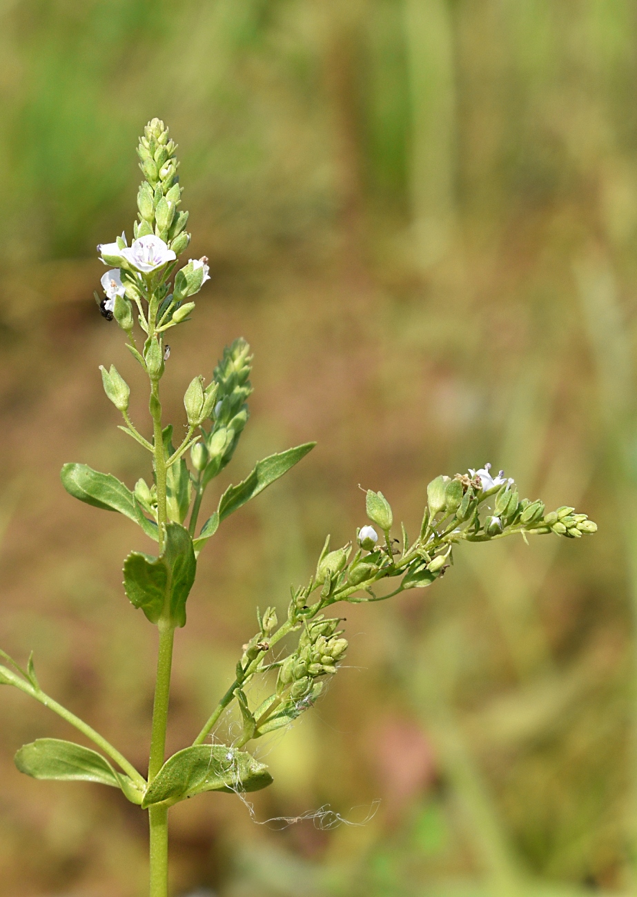 Image of Veronica anagallis-aquatica specimen.