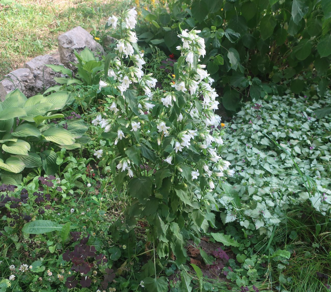 Image of Campanula trachelium specimen.