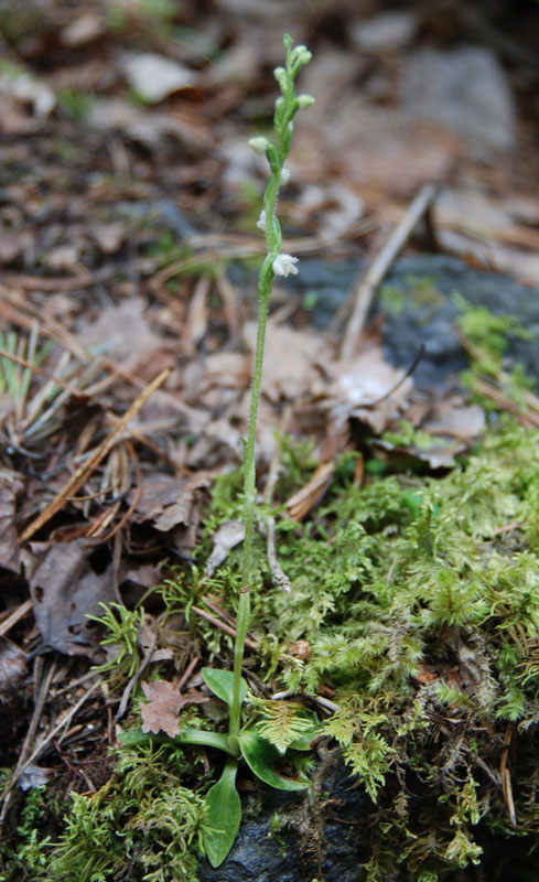 Изображение особи Goodyera repens.