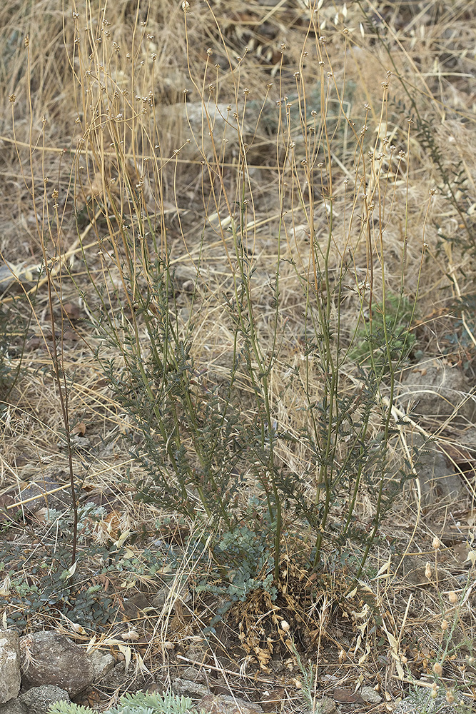 Image of Poterium polygamum specimen.