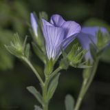 Linum lanuginosum