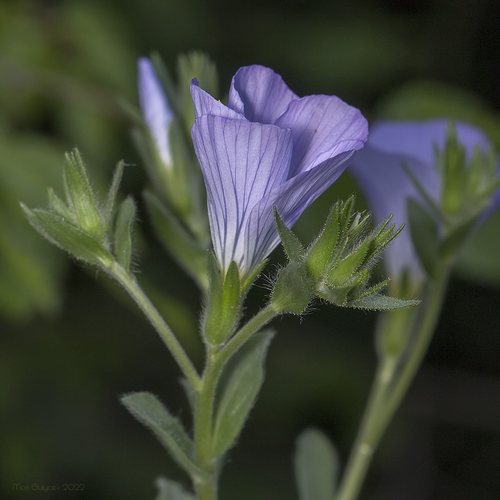 Изображение особи Linum lanuginosum.