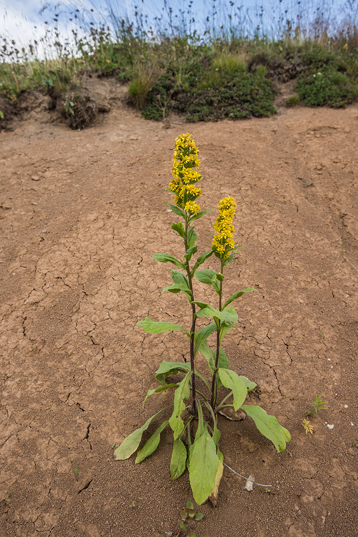 Изображение особи Solidago virgaurea.