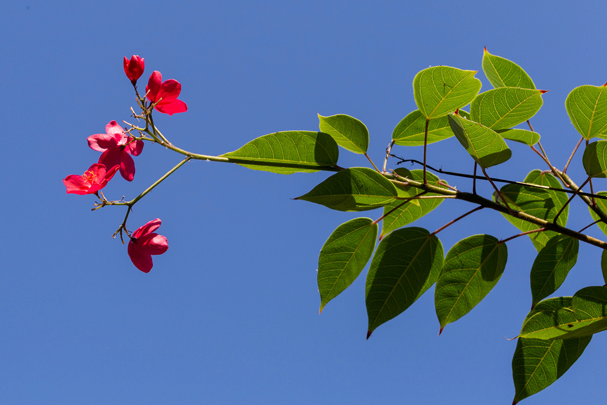 Image of Jatropha integerrima specimen.