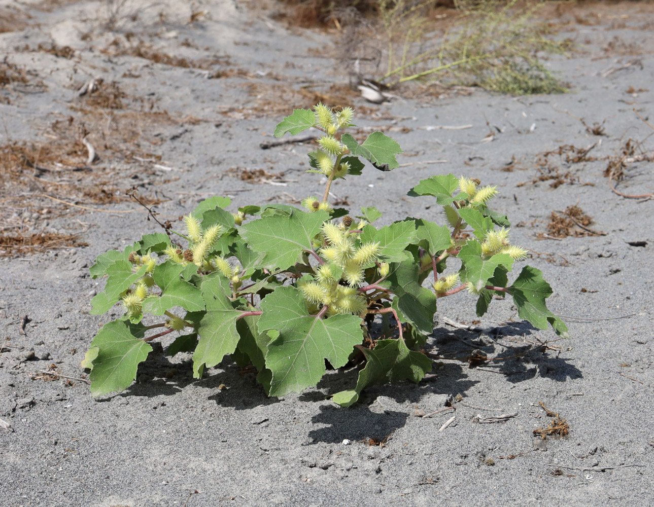 Image of Xanthium orientale specimen.