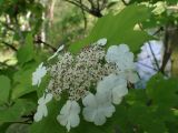 Viburnum sargentii