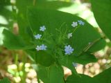 Brunnera sibirica. Цветки и листья. Иркутская обл., Иркутский р-н, окр. пос. Большая Речка, смешанный лес. 23.06.2022.