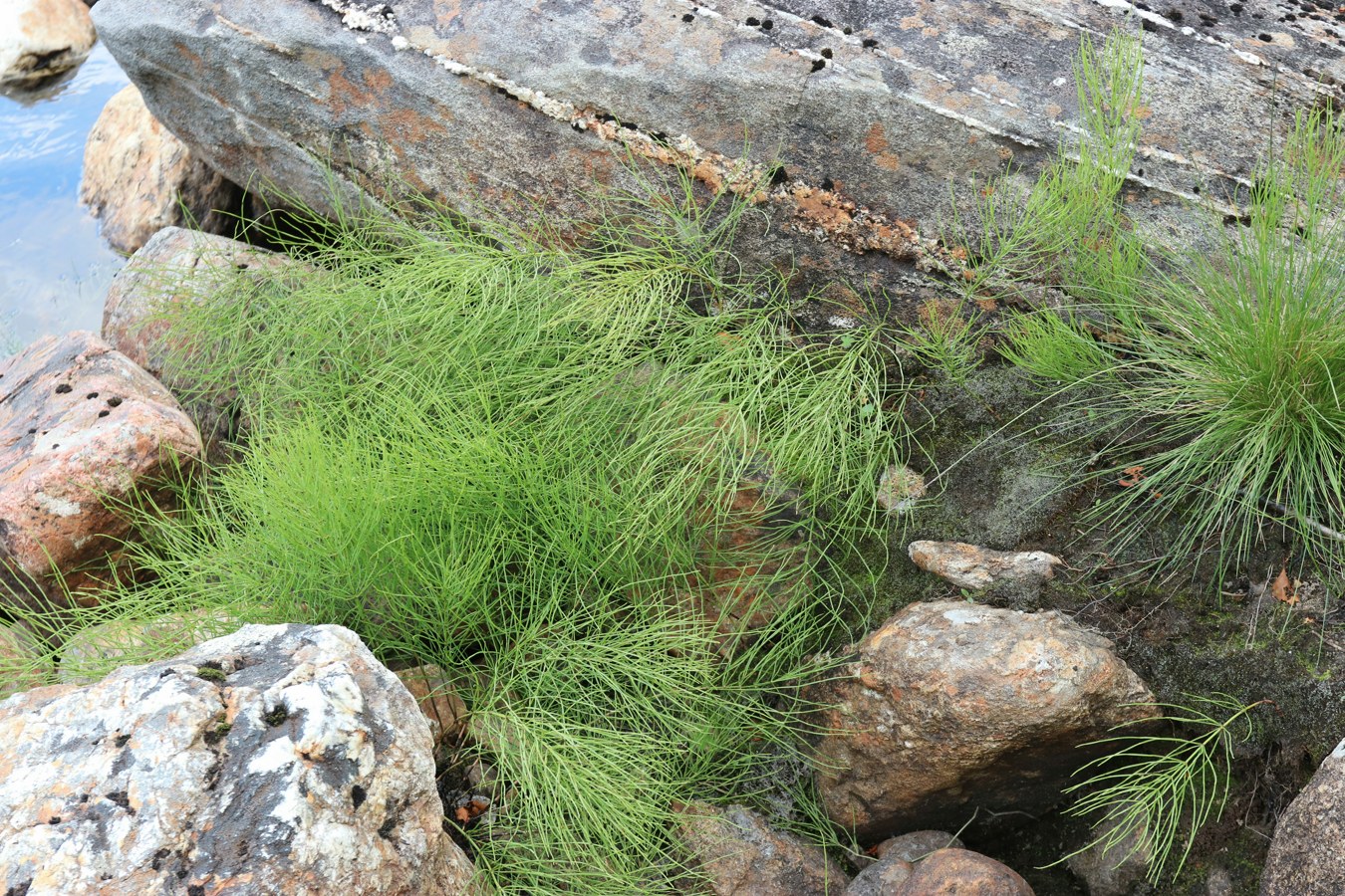 Изображение особи Equisetum arvense.